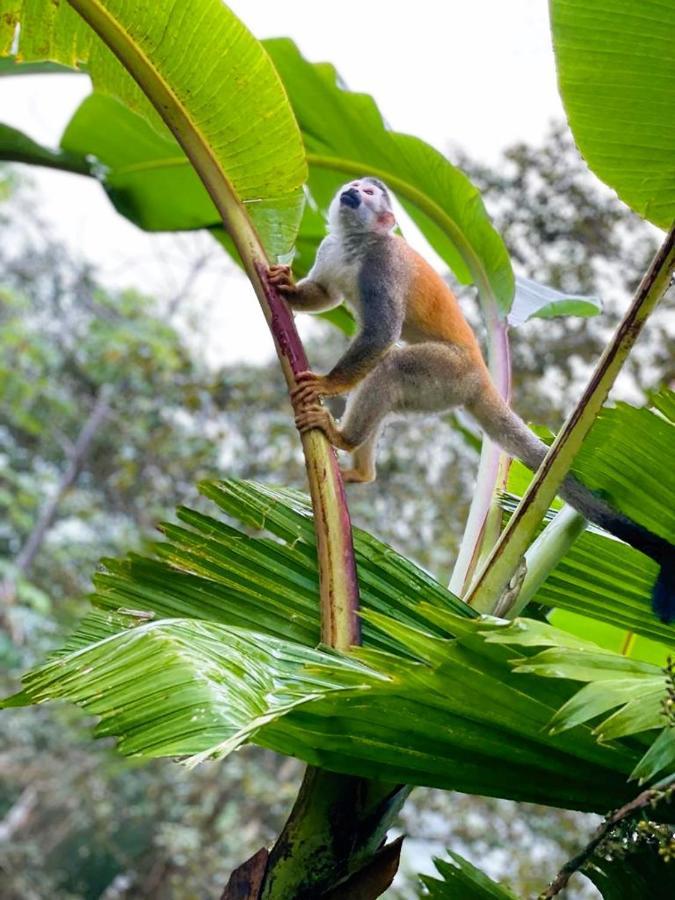 Suenos De Amor! Hermoso Y Acogedor Lugar Quepos Ngoại thất bức ảnh